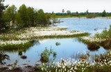 Moorlandschaft